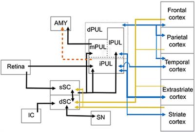 Fast Detector/First Responder: Interactions between the Superior Colliculus-Pulvinar Pathway and Stimuli Relevant to Primates